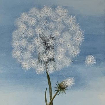 PUSTEBLUME hellblau