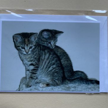 Katzen