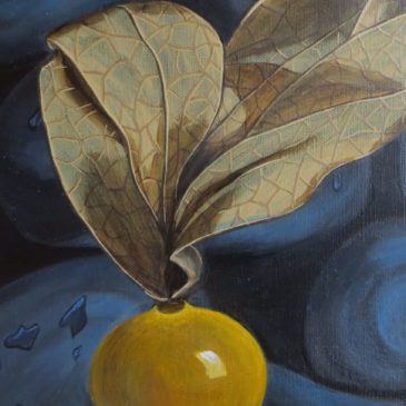 Physalis